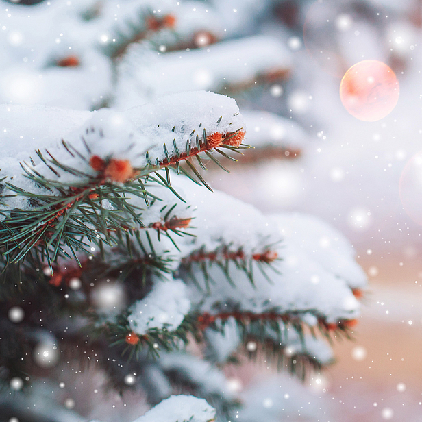 Schneebedeckte Tannenzweige sind im Fokus des Bildes, während sanfte Schneeflocken durch die Luft fallen. Der Hintergrund ist unscharf und vermittelt eine winterliche Atmosphäre mit warmem, diffusem Licht.